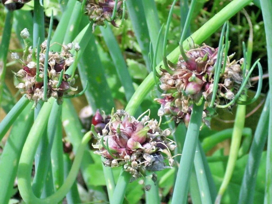Egyptian Walking Onion Live Starter Plants - Allium x proliferum - Perennial Bulb Onion - Top-Set Onion - Zones 3-9