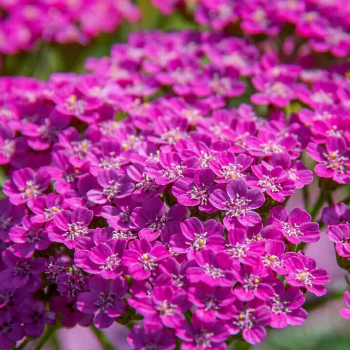 Cerise Queen Yarrow Seeds | 250-5,000 Non-GMO Seeds | Achillea millefolium 'Cerise Queen' | Free Shipping