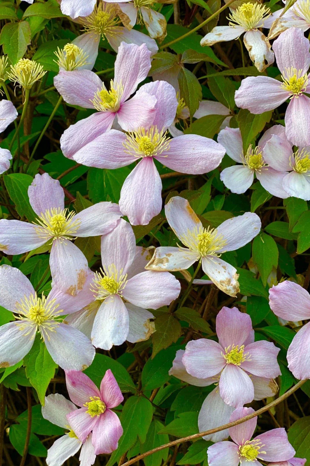Rue Anemone Bare Root Live Garden Plant - Thalictrum thalictroides - Perennial, Shade Tolerant, Woodland Flower