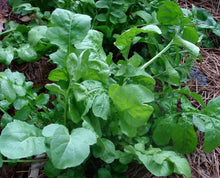 Arugula Seeds 200g Heirloom Rocket Roquette 32,000 Seeds Healthy Organic Garden Plant