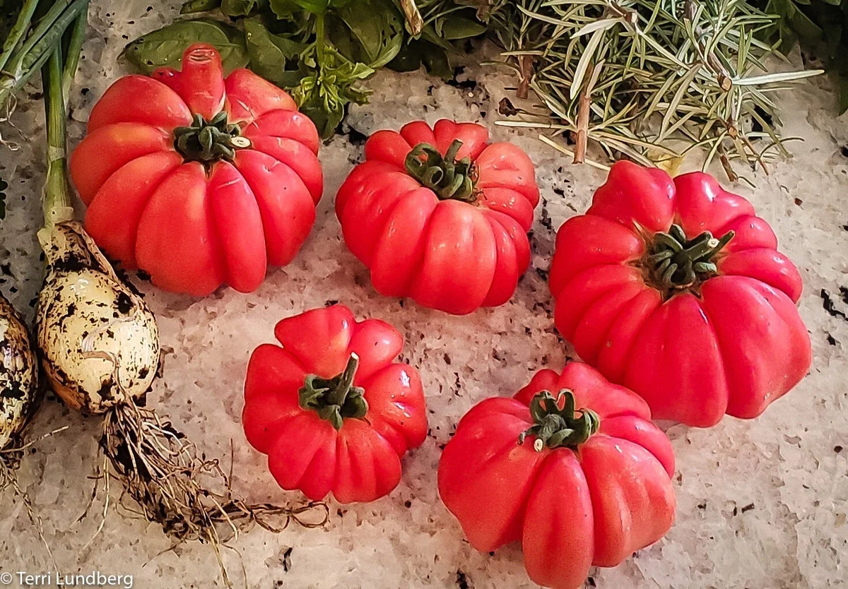 Mushroom Basket Tomato Seeds - Organic Heirloom Non-GMO Solanum lycopersicum - 20+ Seeds for Container & Garden Growth