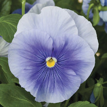 Pansy Seeds Pack - 50 Delta Premium Pure Light Blue - Violas wittrockiana