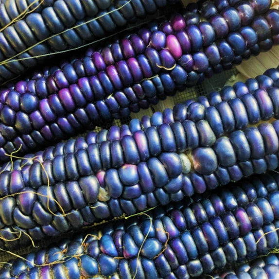 Rio Grande Blue Ornamental Corn Seeds | Hopi Azul Flint Indian Dent Seed | Heirloom Variety for Gardens - Zea mays