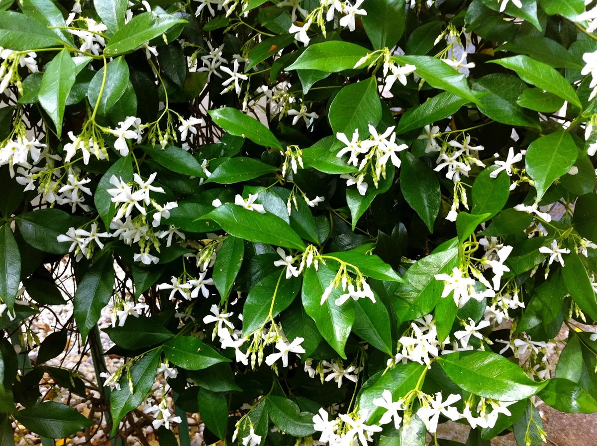 Organic Live Star Jasmine Cuttings - USA Grown, Fragrant Vines, Trachelospermum jasminoides