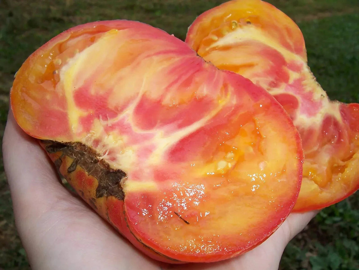 Big Rainbow Tomato Seeds - Organic Heirloom - Non-GMO - 10+ Fresh Rare Seeds - Solanum lycopersicum