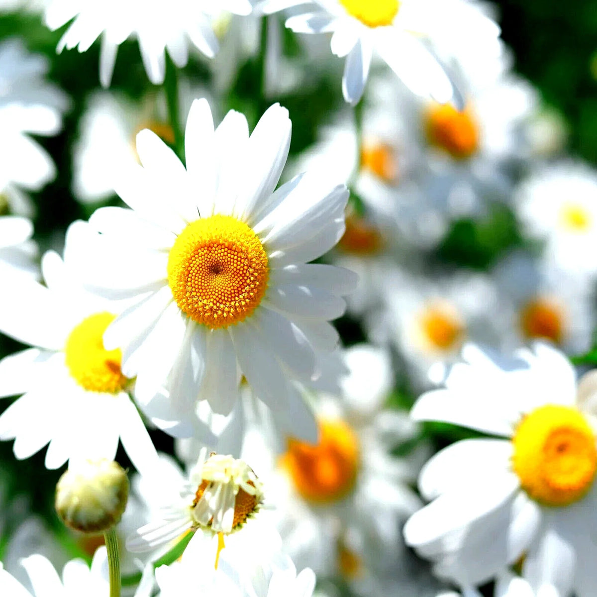 German Chamomile Seeds - 15000 Non-GMO Heirloom Flower Tea Medicinal Herb (Matricaria chamomilla)