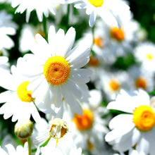 German Chamomile Seeds - 15000 Non-GMO Heirloom Flower Tea Medicinal Herb (Matricaria chamomilla)