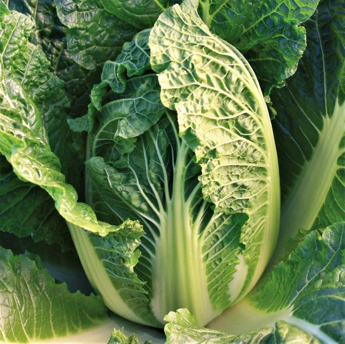 Kyoto No. 3 Chinese Napa Cabbage Seeds - USA Grown, Heading Variety, Perfect for 2025 Planting - Brassica rapa subsp. pekinensis
