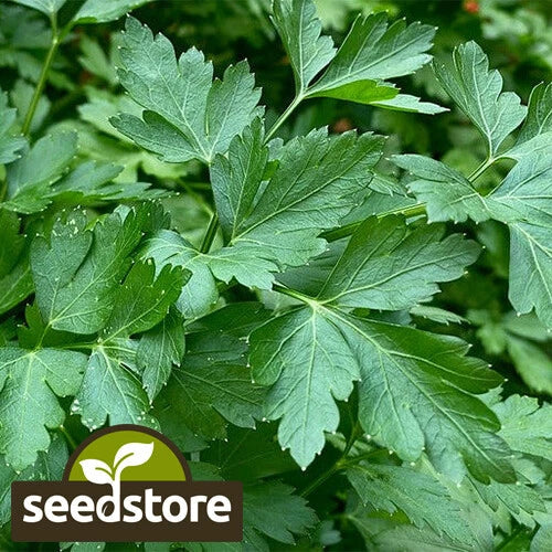 Italian Dark Green Parsley Seeds | Heirloom Non-GMO | Petroselinum crispum | Free Shipping
