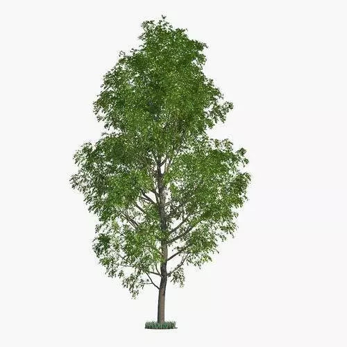 Hybrid Poplar Tree Cuttings - 3 Pack | Fast Growing Privacy & Shade Trees
