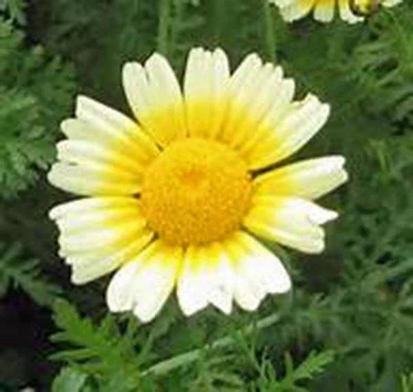 Garland Daisy Seeds - 100+ Newly Harvested - Bright Yellow Flowers - Osteospermum spp.