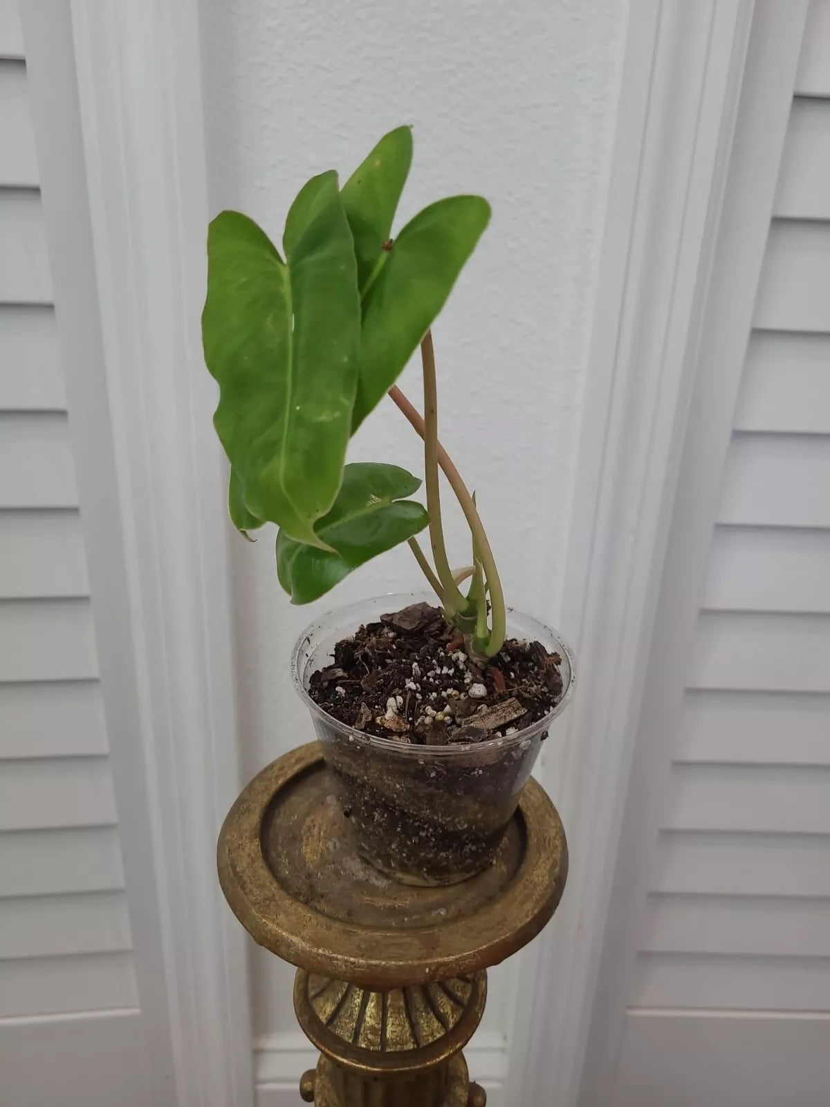 Burle Marx Philodendron Plant - Rooted Multi-Grow Green Leaf Indoor Plant - Philodendron 'Burle Marx'