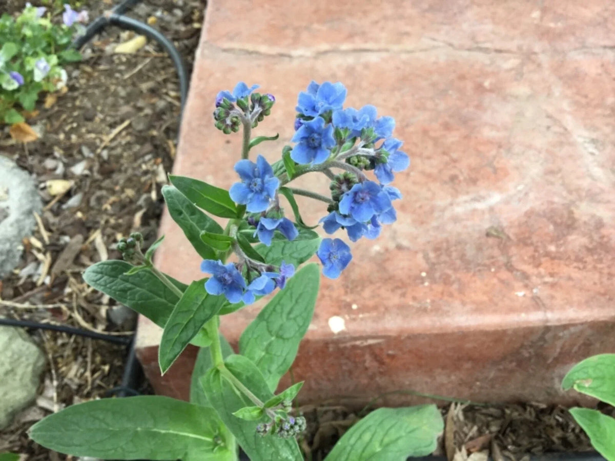 Forget Me Not Seeds - 100 Organic Blue Flower Seeds Myosotis spp. for Gardens & Containers