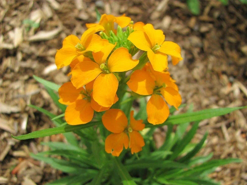 Wallflower Seeds 1200 Pack | Siberian Fragrant Biennial Erysimum suecicum for Gardens & Borders