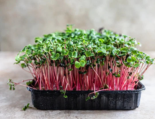Rambo Radish Microgreen Sprouting Seeds - 12 Ounce - Brassica Rapa Varieties for Nutrient-Rich Sprouts