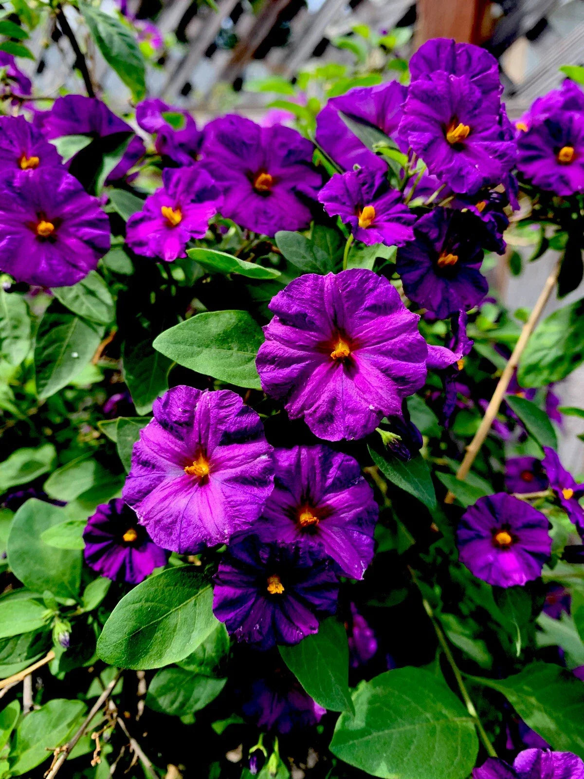 Lycianthes rantonnetii Kangaroo Apple Live Perennial Plant, 6 to 8 Inch Tall, Green Foliage, Indoor/Outdoor Garden