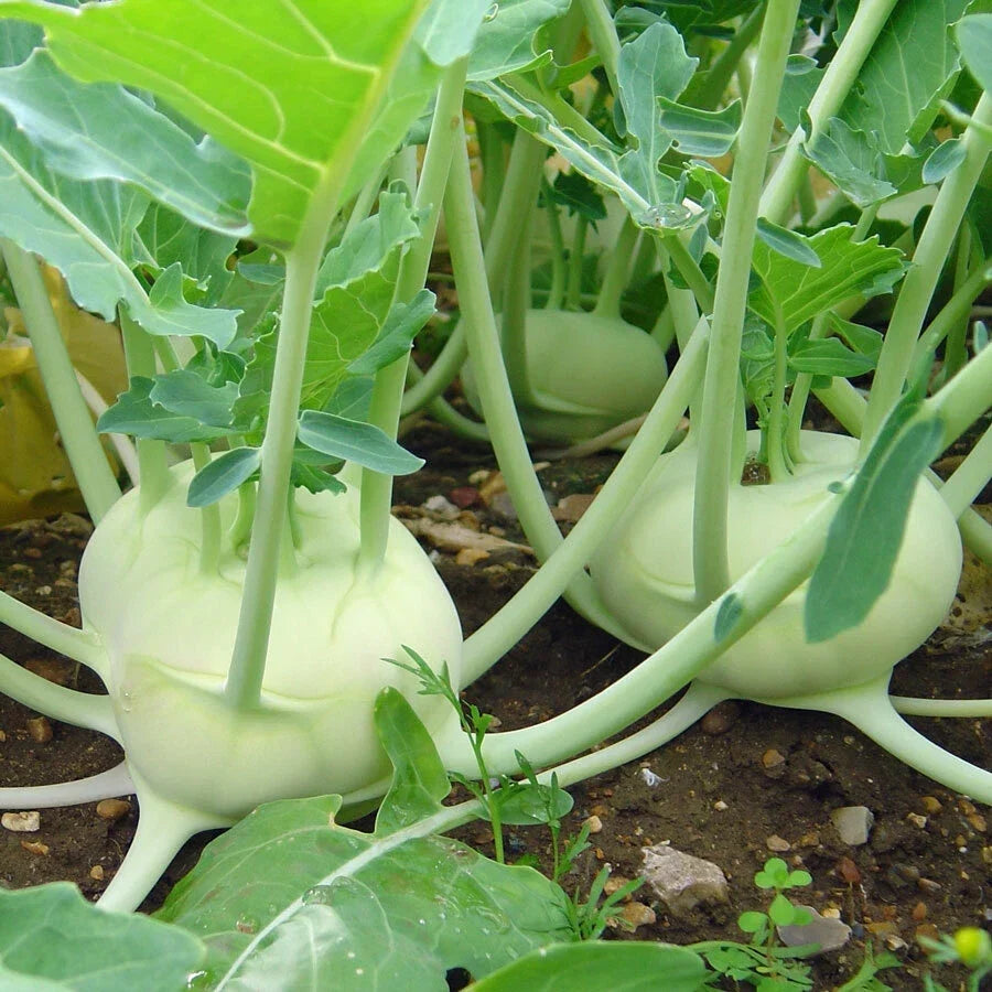 Kohlrabi Seeds – White Vienna Heirloom Non-GMO Vegetable Seeds – Brassica oleracea var. gongylodes – 300+ Pack