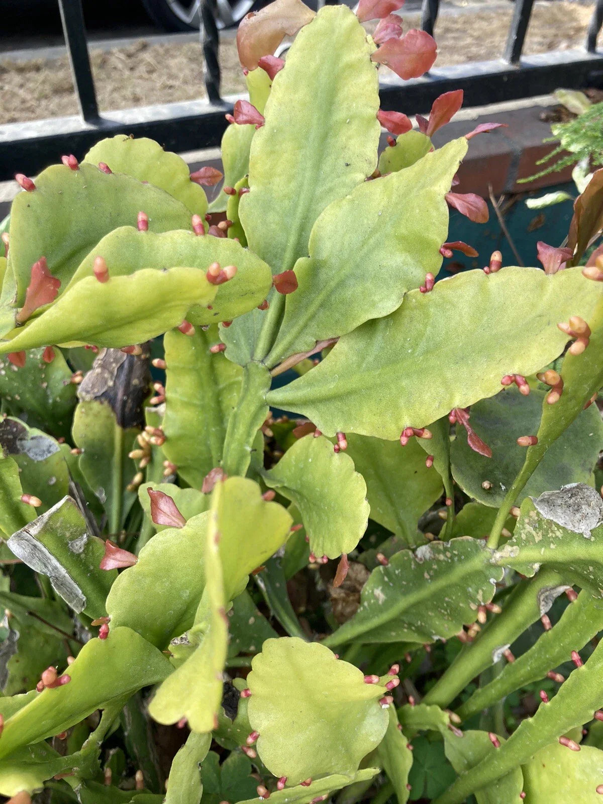 RARE RHIPSALIS GOEBELIANA Cuttings - 4 Jungle Cactus Cuttings, 6” Long, Unique Indoor Plant for Collectors
