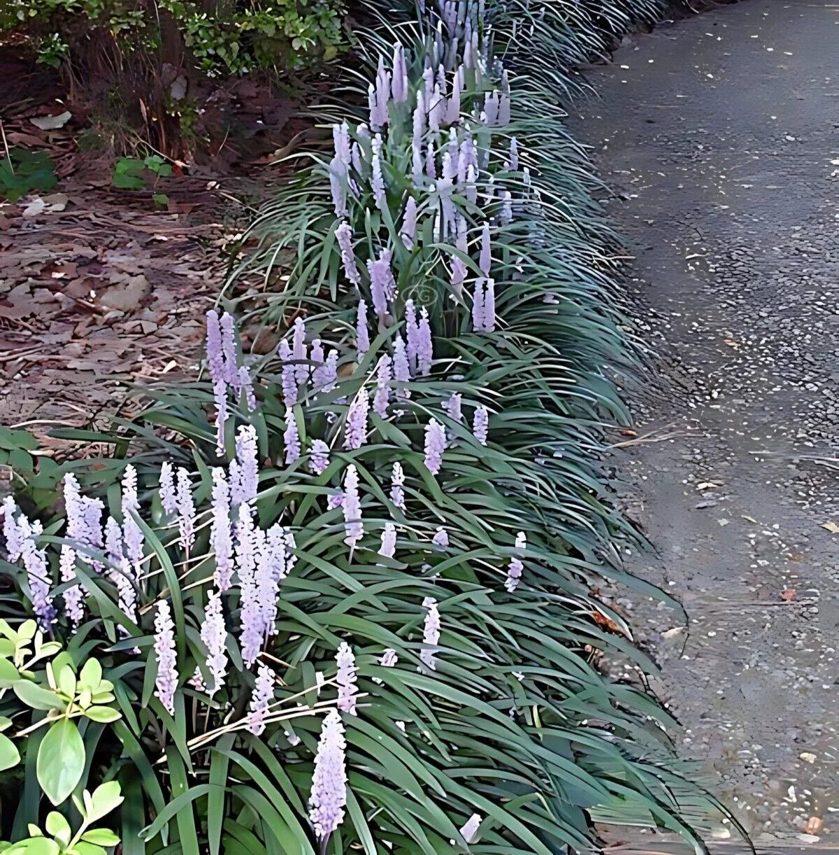 50 Bare Root Monkey Grass Plants, Lush Green Ground Cover, Perfect for Borders, Ophiopogon planiscapus.