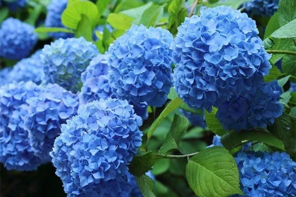 Blue Hydrangea Live Plant Cutting – Fully Rooted, 3-8 Inches, Hydrangea macrophylla, Blue Blooms