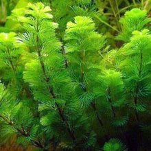 Green Cabomba Plant - 7 Stems, Aquarium & Pond Aquatic Plant, Cabomba caroliniana