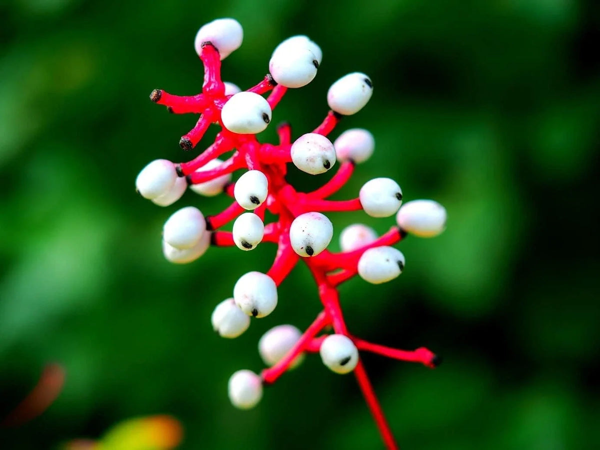 Doll's Eyes Wildflower Seeds - 20+ Non-GMO Seeds of Actaea pachypoda - Rare Perennial Garden Plant