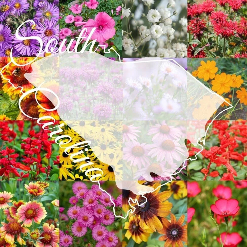 Wildflower Seed Mix 1/4 lb Bulk South Carolina Native Wildflowers for Pollinators, Covers 2000 sq ft