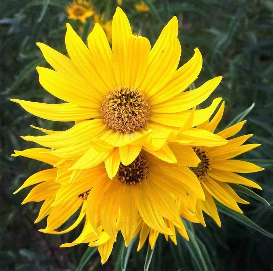 Maximilian Sunflower Seeds - Heirloom Non-GMO - Helianthus maximiliani - Perennial Garden Seeds, Tall Bright Yellow Blooms