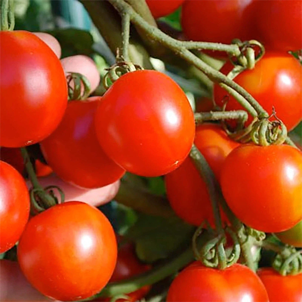 Stupice Tomato Seeds 50 Pack Heirloom Non-GMO Vegetable Seeds Czech Variety Solanum lycopersicum