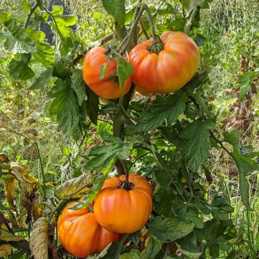 Old German Tomato Seeds - Heirloom Multicolor Beefsteak, NON-GMO Organic Garden Seeds, Solanum lycopersicum