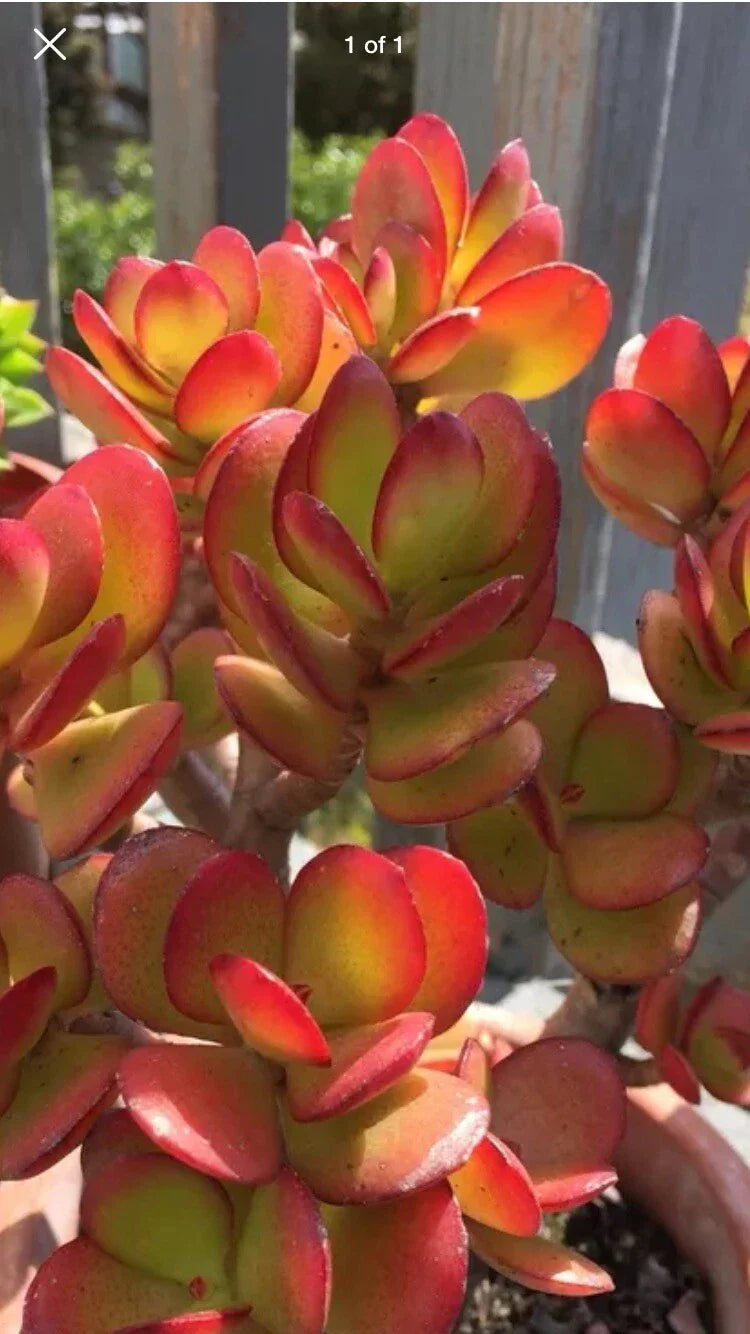 RARE RED AKAI Jade Succulent Cutting 1 Unrooted Crassula Ovata Plant - Unique Colorful Houseplant for Collectors