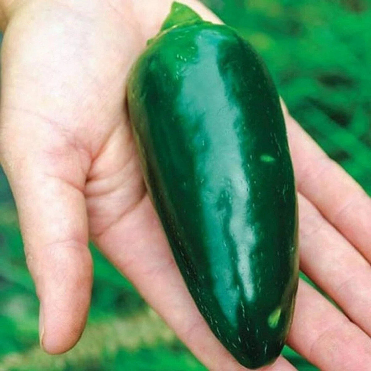 Green Giant Jalapeno Pepper Seeds - 25+ Pack for Garden Planting - Capsicum annuum - USA Grown, Free Shipping