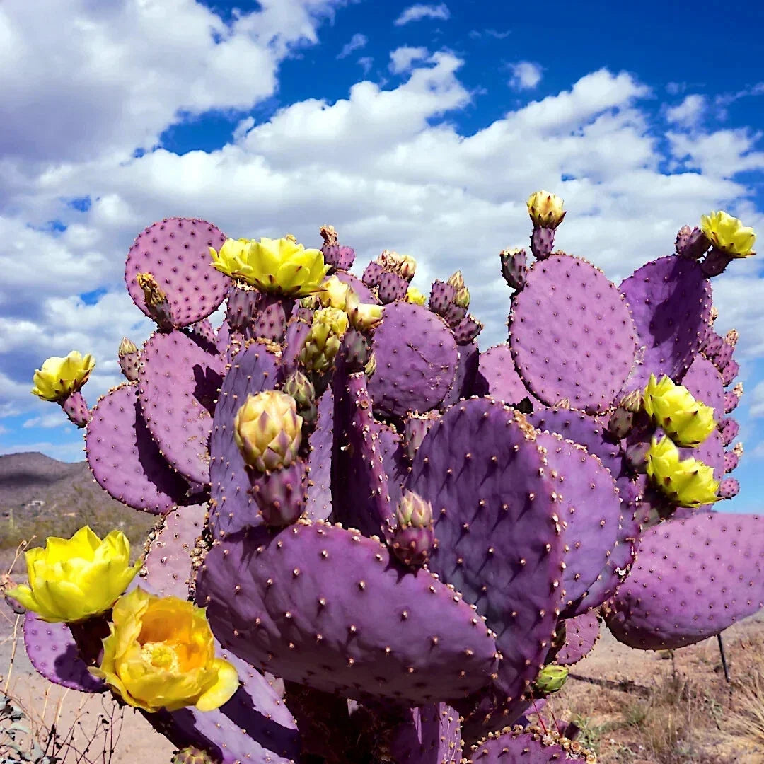 Purple Cactus Seeds - Opuntia Santa Rita Prickly Pear Fruit - Rare, Hardy, Fast-Growing Succulent Seeds for Garden or Indoor Planting
