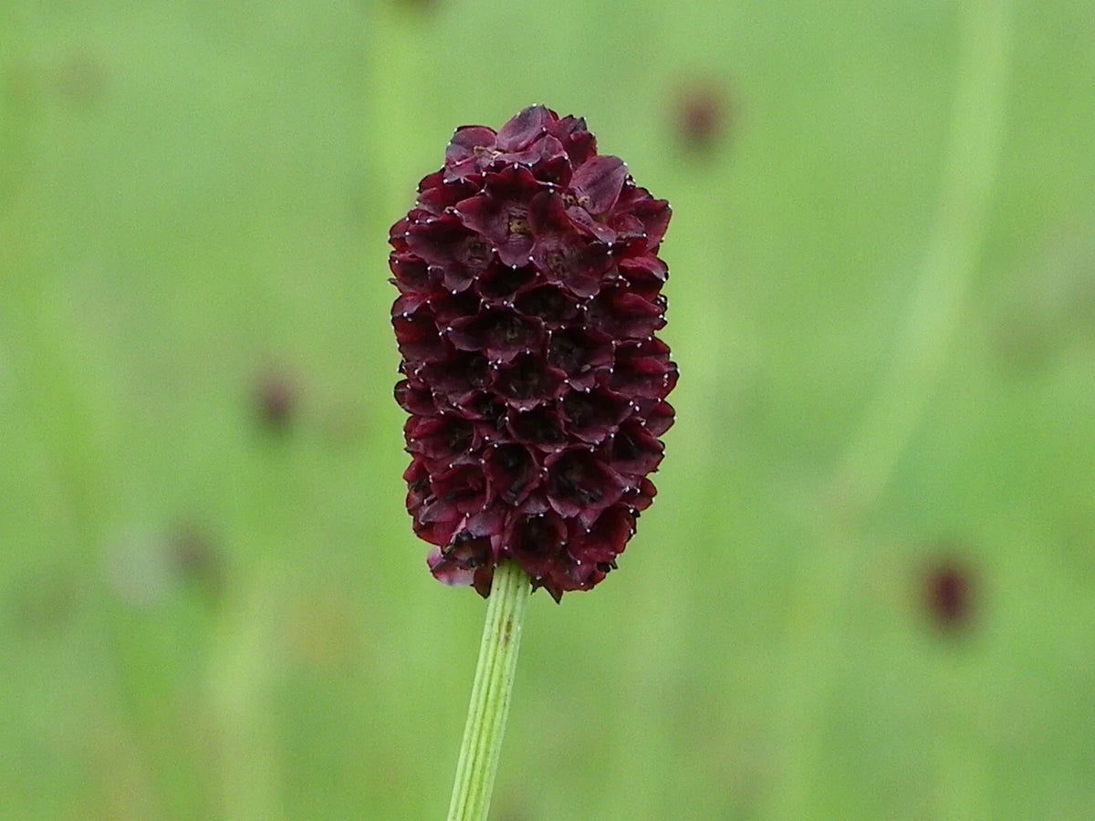 Salad Burnet Seeds - 90+ Non-GMO Sanquisorba minor 'Little Angel' Culinary Herb for Salads & Garnishes