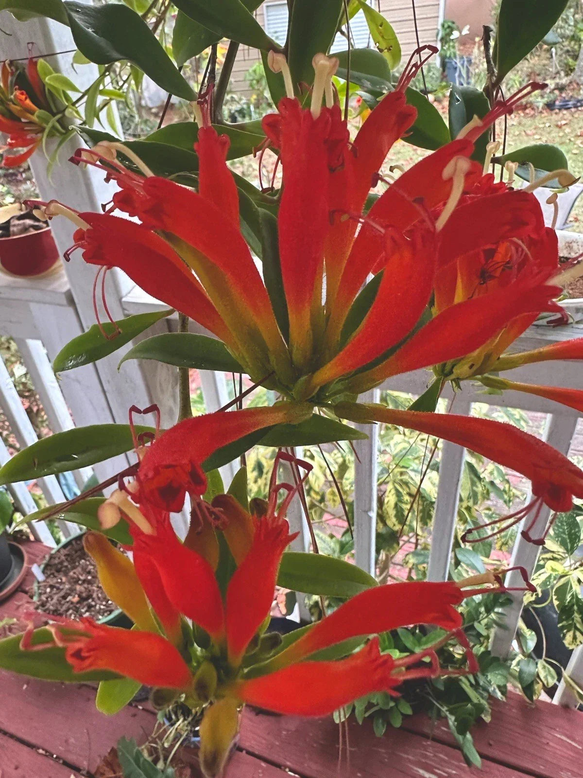Orange Lipstick Plant Live 4" Pot Aeschynanthus Xsplendidus Indoor Trailing Flowering Plant