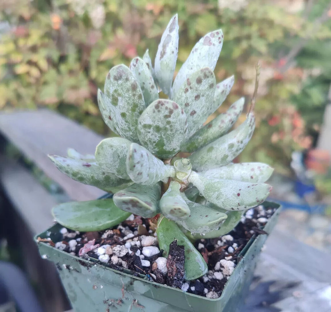 Adromischus Cooperi Plover Egg Succulent 4-Inch Pot Rare Indoor Plant