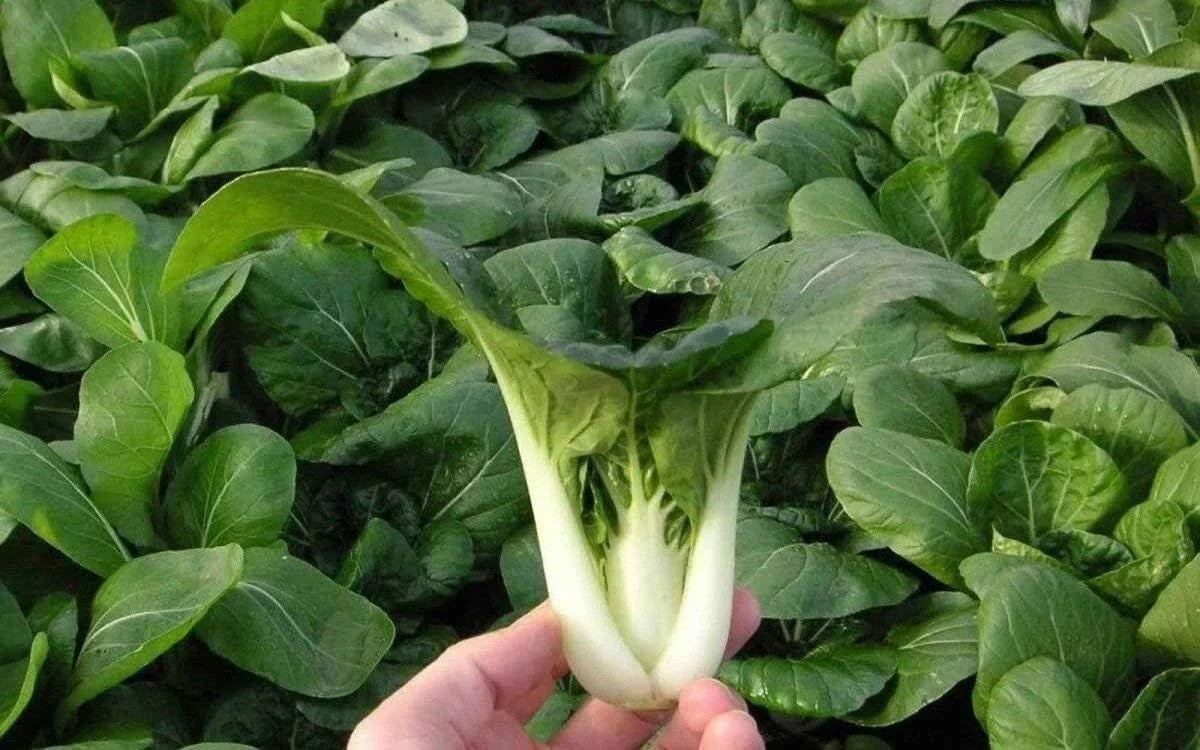 Pak Choi Seeds 500+ Heirloom Non-GMO Organic Dwarf White Stem Cabbage Seeds Brassica rapa subsp. chinensis