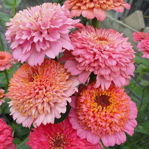 Zinnia Seeds - 100+ Cupcakes Pink Mix - Zinnia elegans - USA