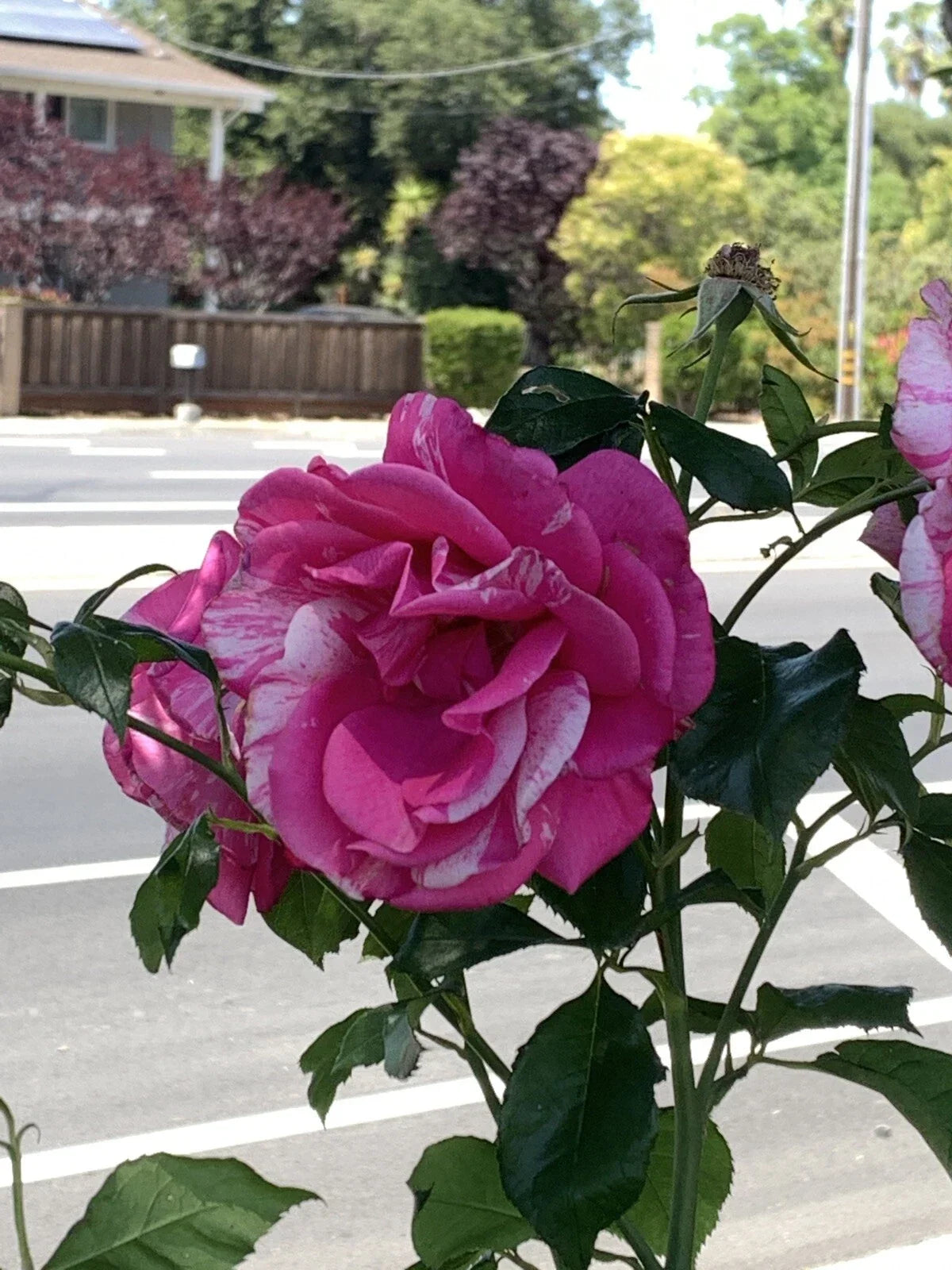 Pink White Variegated Fragrant Rose Cuttings - 6 Inch Rosa spp. Garden Propagation, No Roots
