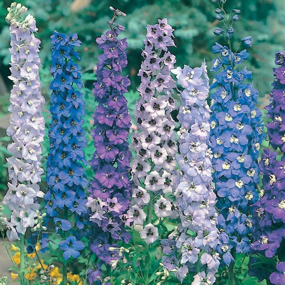 Delphinium Seeds - Pacific Giant Mix Perennial Flower Seeds - Delphinium elatum - USA Grown, Butterfly Attracting, Easy to Grow