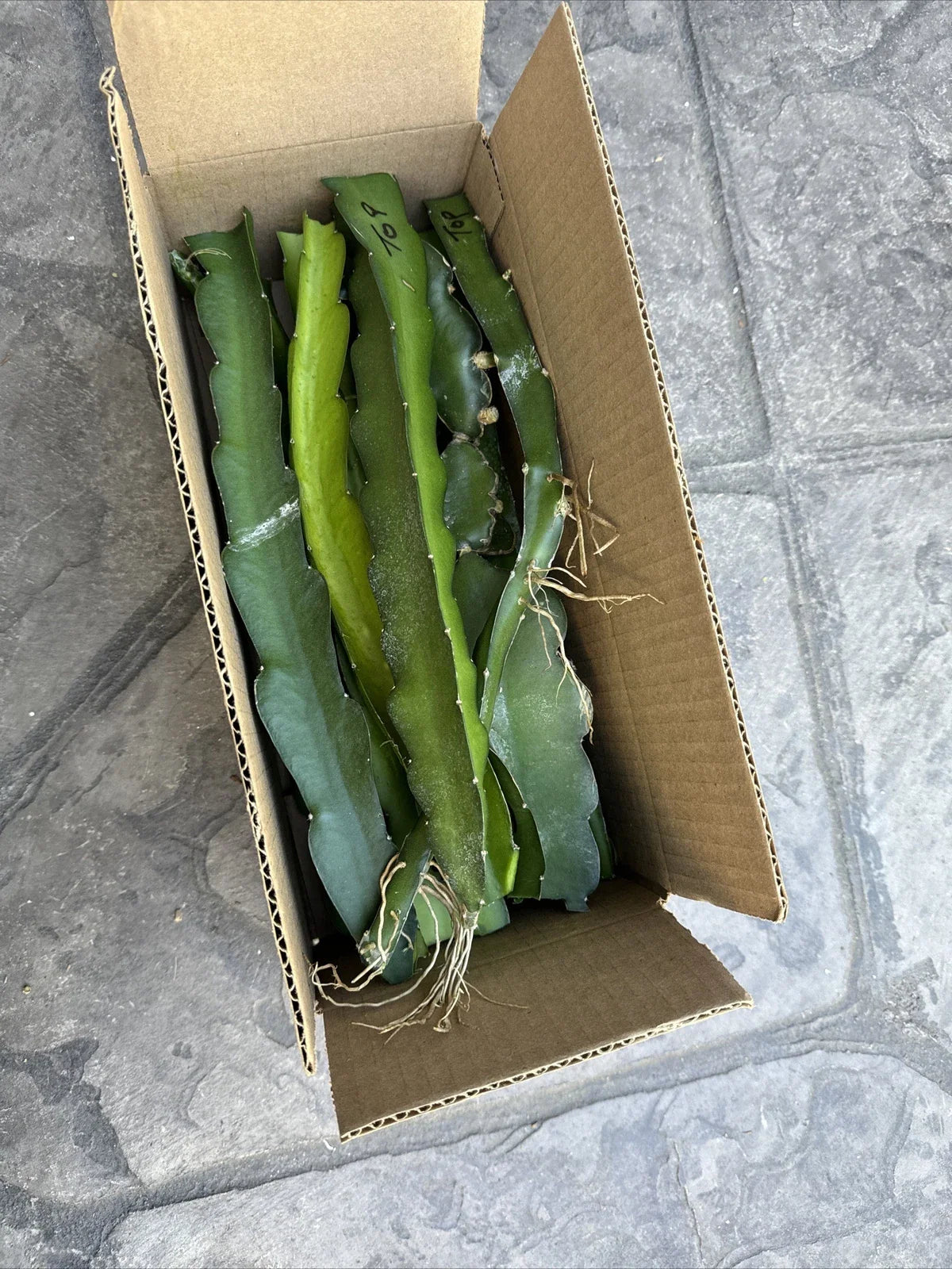 Dragon Fruit Cuttings 8-14 inches Long - Hylocereus spp. - Fresh Plant Starts for Home Gardening and Landscape Design