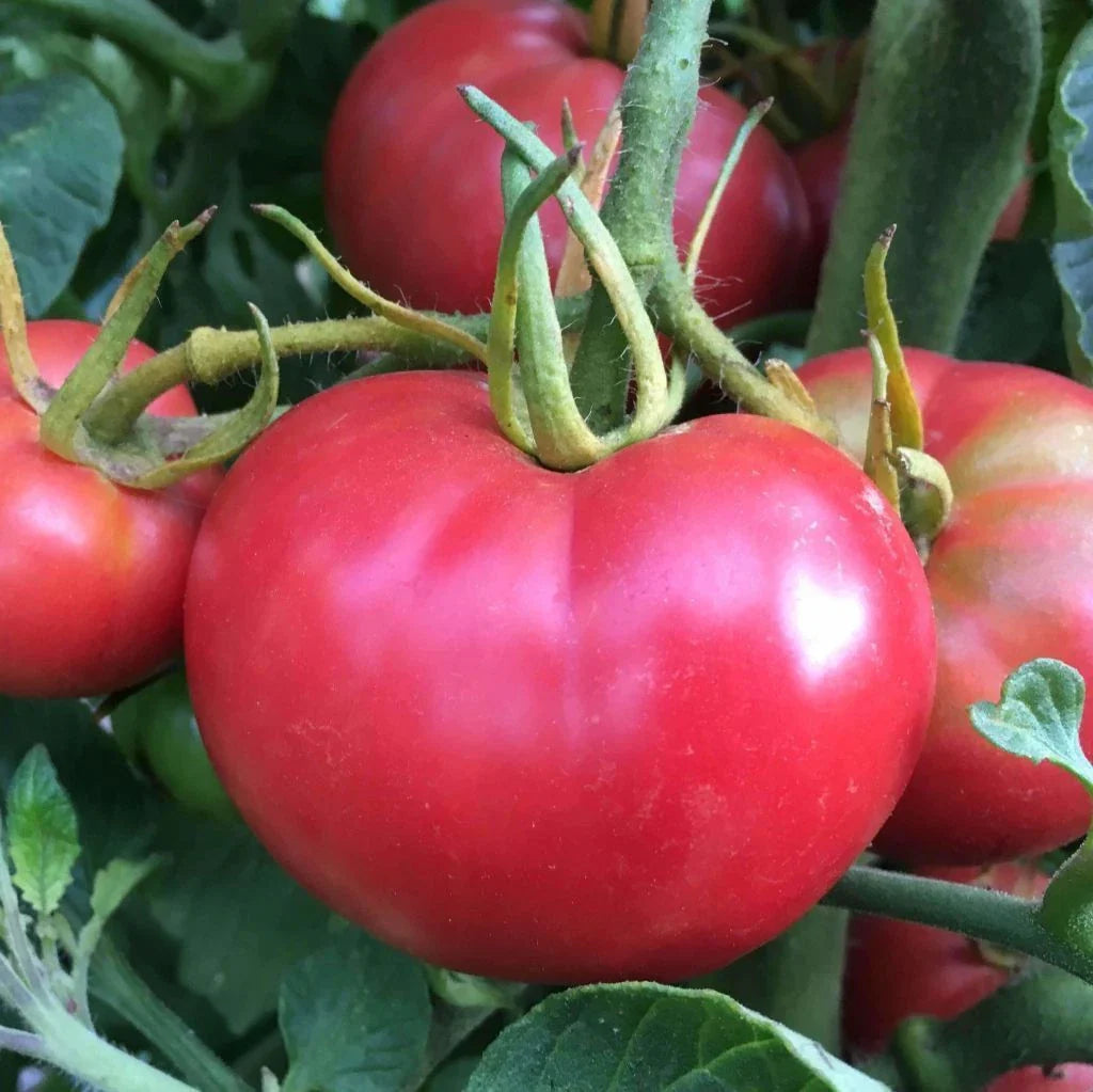 Tomato Seeds 500 Count - Bradley Pink - Compact Bush Variety - Delicious Dark-Pink Flavor - Ideal for Canning and Fresh Market