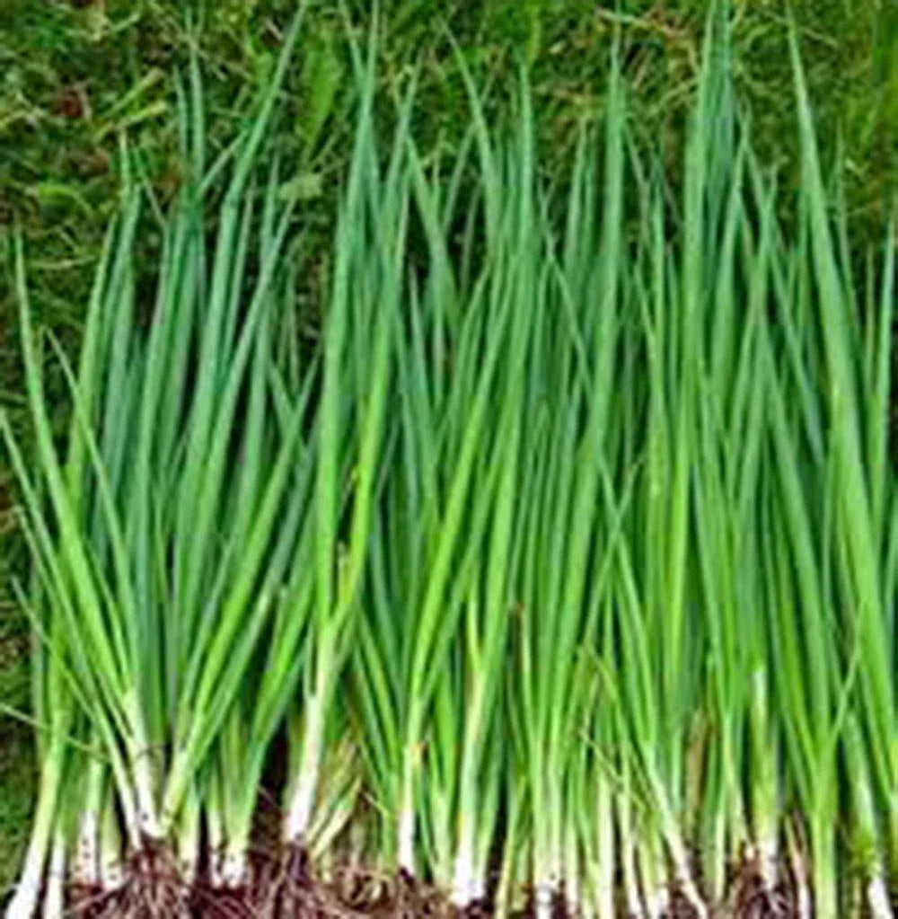 Tokyo Long White Onion Seeds, Heirloom Variety, 25+ Seeds, Ideal for Salads and Cooking, Allium fistulosum