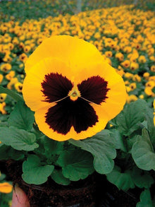 Pansy Seeds - 50 Count - Delta Premium Gold With Blotch - Violas wittrockiana