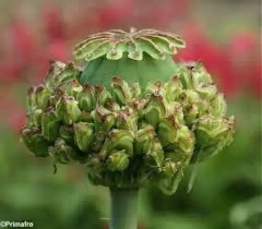 Poppy Hen & Chickens Seeds, 50 Pack, Dried Floral, Papaver, Hardy Annual for Borders & Arrangements