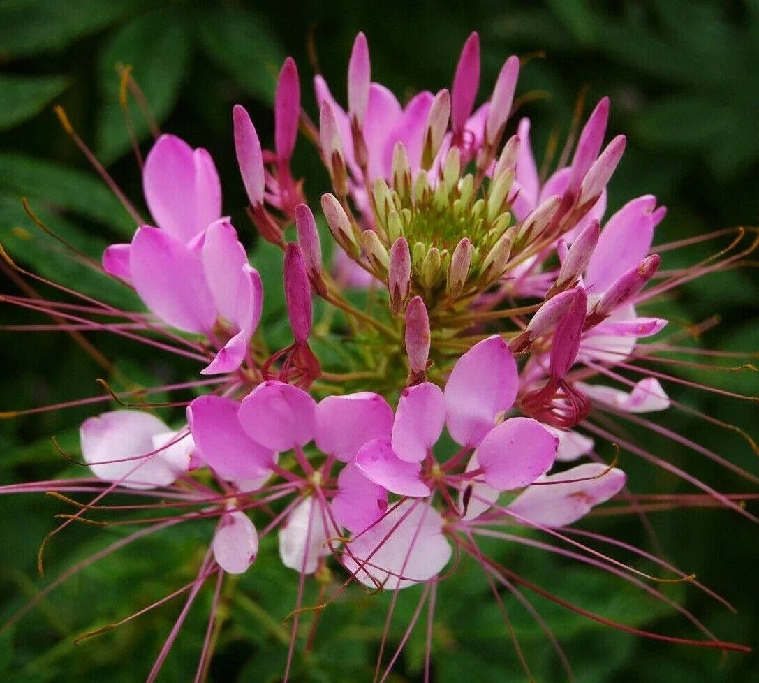 Cleome Seeds - 200+ Spider Flower Mix Annual Wildflower Seeds for Garden, Pollinator Attracting, Cleome hassleriana