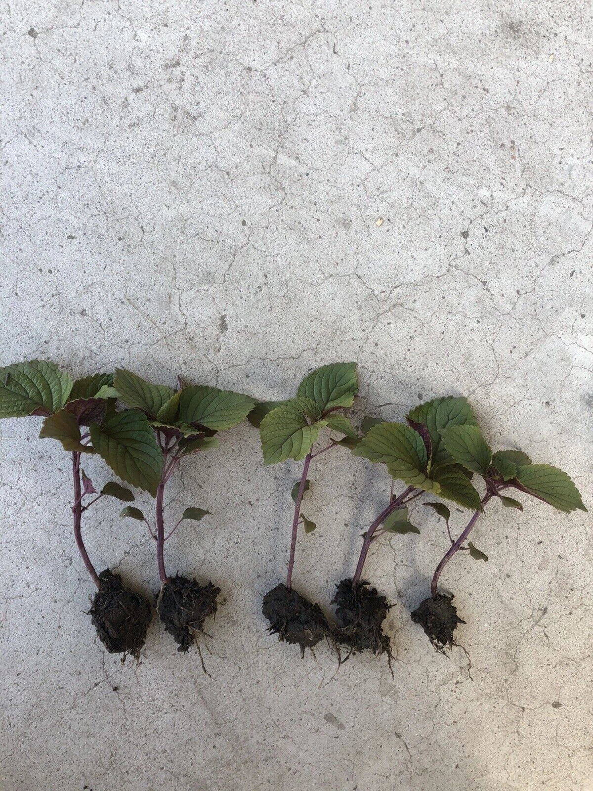 Live Green Purple Shiso Plant | 2+ Beefsteak, Wild, Japanese Basil | Perilla | NON-GMO