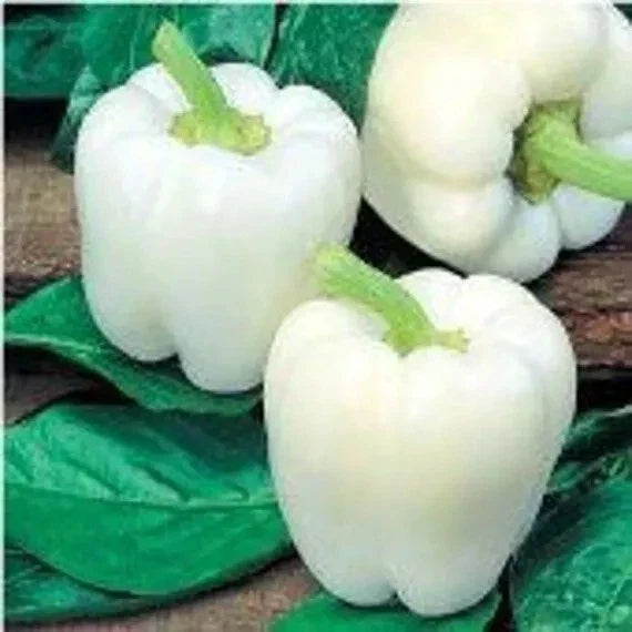 White Bell Pepper Seeds - Heirloom Organic Non-GMO - Capsicum annuum - 120+ Fresh Seeds for Garden, Indoor & Outdoor Growing