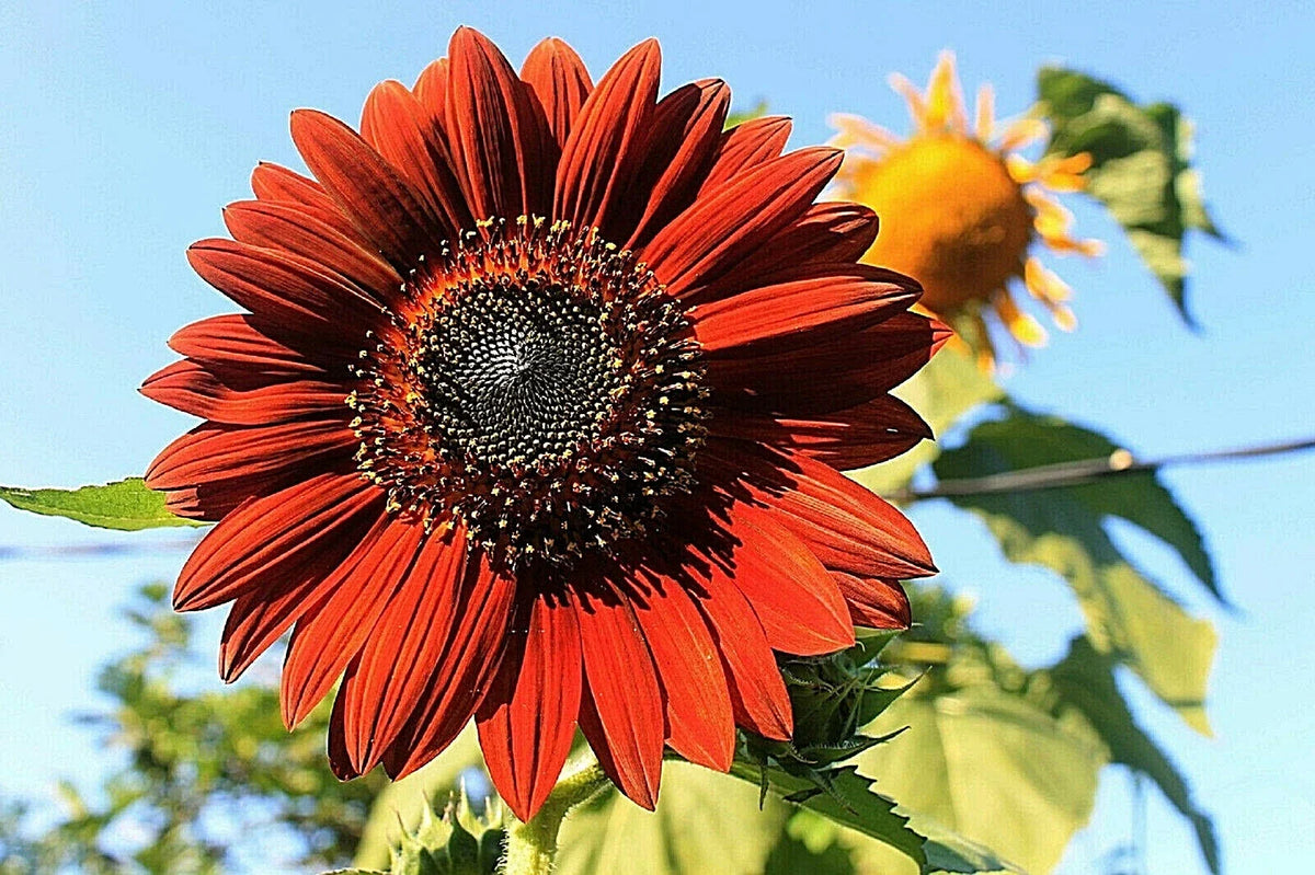 Velvet Queen Sunflower Seeds - Non-GMO Heirloom Red & Orange Flowers - Helianthus annuus, Packet of 100+ Seeds
