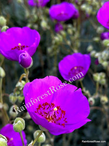 Purple Calandrinia Spectabilis Cuttings - 10 Fast Growing Rock Purslane Cuttings for Easy Gardening